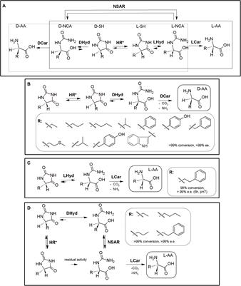 Overview on Multienzymatic Cascades for the Production of Non-canonical α-Amino Acids